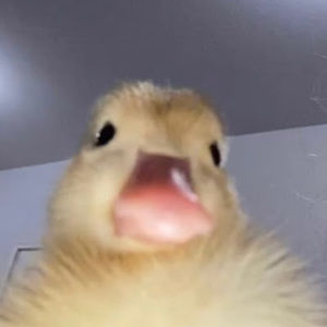 Meet your Posher, Angel